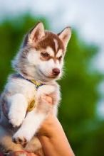 Socialized Siberian Husky Puppies Sms Us At (604) 674-6836