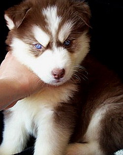 2 Siberian Husky puppies Sms Us At (604) 674-6836 Image eClassifieds4u