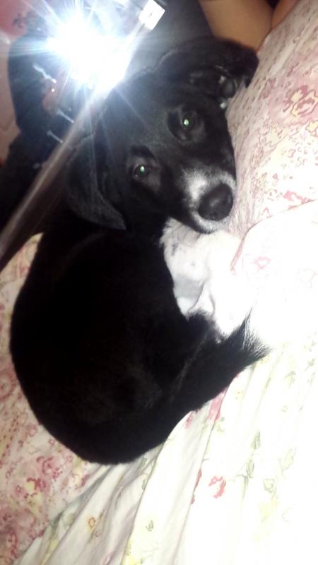 Border Collie Mix Image eClassifieds4u