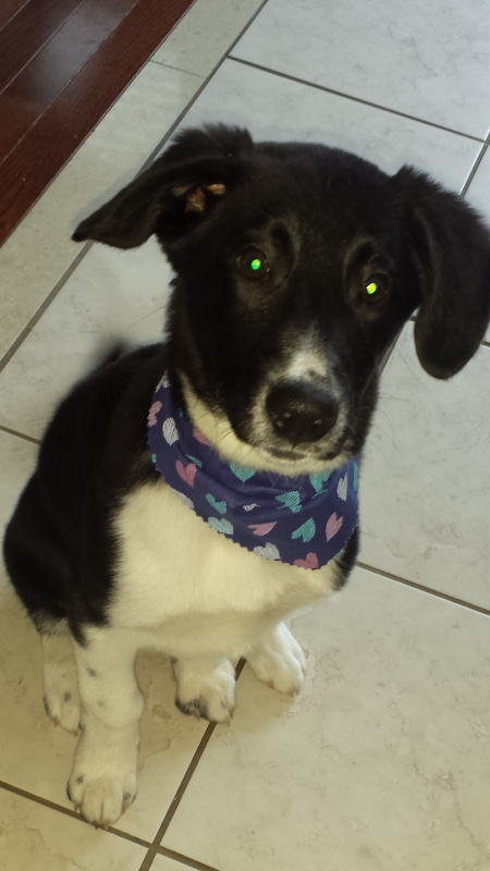 Border Collie Mix Image eClassifieds4u