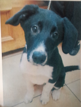 Border Collie Mix Image eClassifieds4u 2