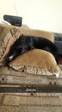 Border Collie Mix Image eClassifieds4u 4