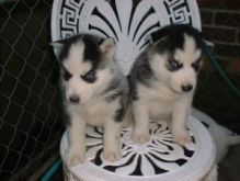 Socialized Siberian Husky Puppies Sms Us At (604) 674-6836 Image eClassifieds4u 2
