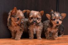 Yorkie puppies Image eClassifieds4U