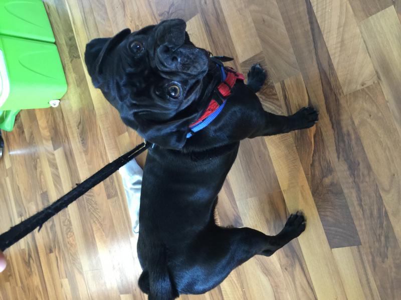 Male pug for sale Image eClassifieds4u