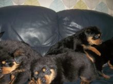Adorable Rottweiler puppies for adoption -11 weeks Old