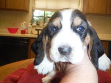 Basset Hound X Beagle puppies available TEXT ME AT 442-888-8757