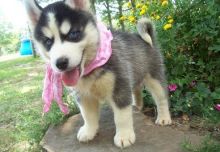Beautiful and handsome male and female Siberian husky Puppie