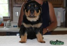 We are offering Rottweiler puppies TEXT ME AT 442-888-8757