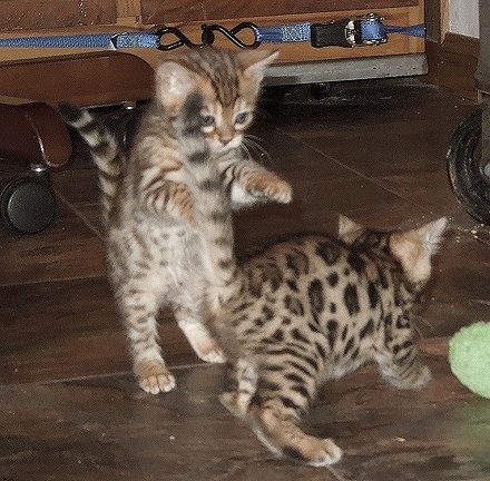Adorable TICA Bengal Kittens for Adoption - 11 Weeks Old Image eClassifieds4u