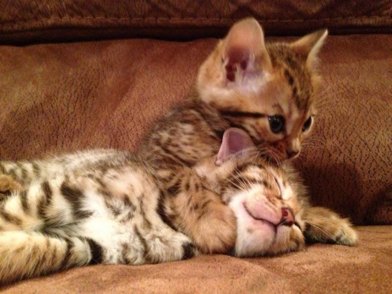 Adorable TICA Bengal Kittens for Adoption - 11 Weeks Old Image eClassifieds4u