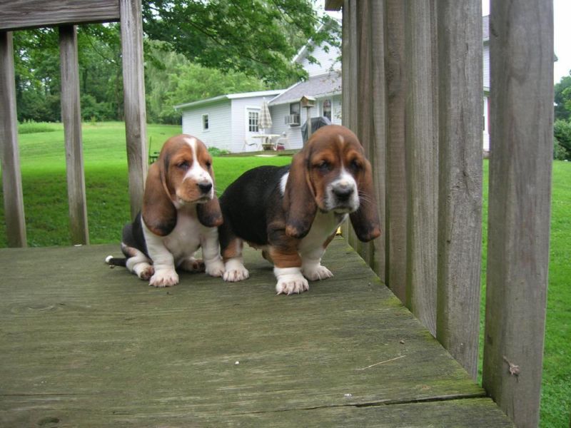 Basset Hound X Beagle puppies available TEXT ME AT 442-888-8757 Image eClassifieds4u