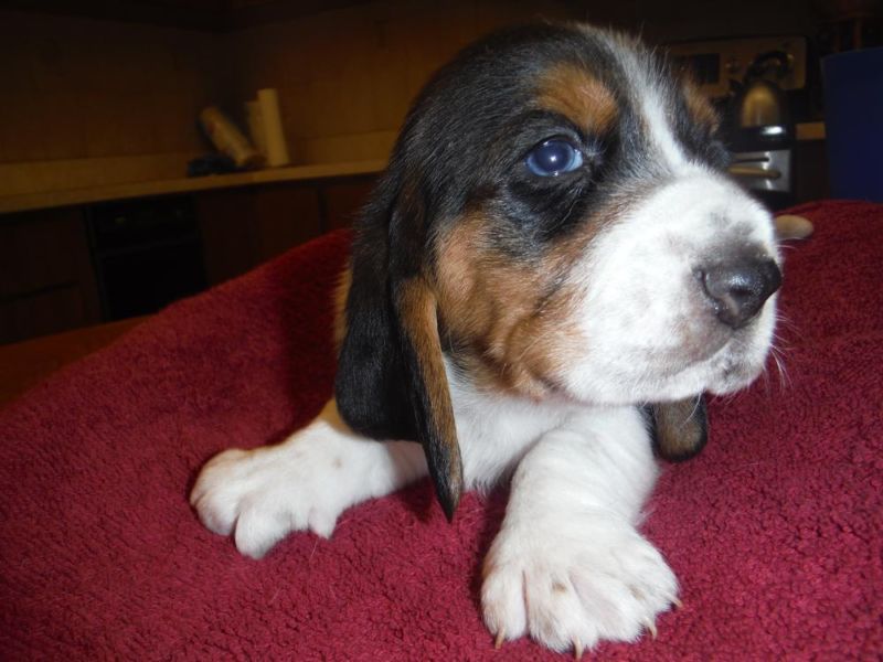 Basset Hound X Beagle puppies available TEXT ME AT 442-888-8757 Image eClassifieds4u