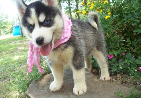 Blue Eyes Siberian Huskies Pups Image eClassifieds4u