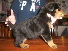 Adorable Rottweiler puppies for adoption -11 weeks Old Image eClassifieds4u 4
