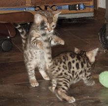 Adorable TICA Bengal Kittens for Adoption - 11 Weeks Old Image eClassifieds4u 1