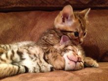 Adorable TICA Bengal Kittens for Adoption - 11 Weeks Old Image eClassifieds4u 2
