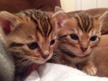 Adorable TICA Bengal Kittens for Adoption - 11 Weeks Old Image eClassifieds4u 3