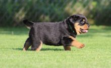 We are offering Rottweiler puppies TEXT ME AT 442-888-8757 Image eClassifieds4u 2