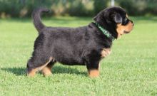 We are offering Rottweiler puppies TEXT ME AT 442-888-8757 Image eClassifieds4u 4