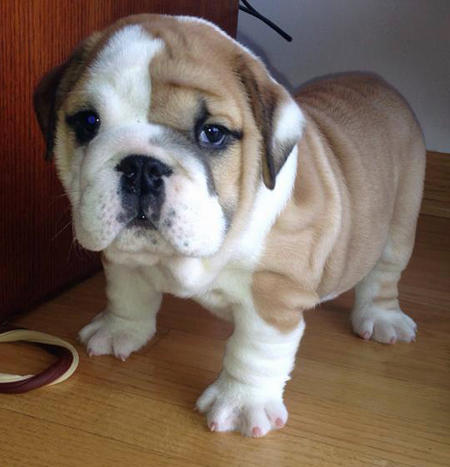 male and female English bulldog puppies for re-homing Image eClassifieds4u