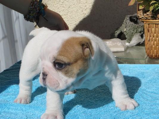 male and female English bulldog puppies for re-homing Image eClassifieds4u