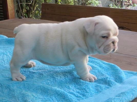 male and female English bulldog puppies for re-homing Image eClassifieds4u