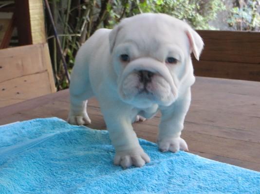 male and female English bulldog puppies for re-homing Image eClassifieds4u