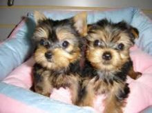 2 Tiny Teacup Yorkshire Terrier Puppies