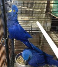 Pair Hyacinth Macaws