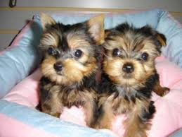 2 Tiny Teacup Yorkshire Terrier Puppies Image eClassifieds4u
