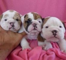 5 Stunning Kc Reg Bulldog Puppies