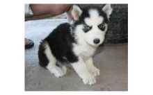 Siberian Husky Litter///a.mamdavero.nica@gmail.com