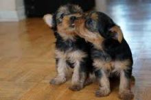 Two Gorgeous, quality AKC yorkshire puppies ready to Go