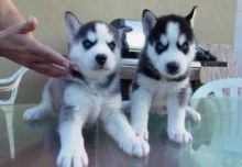 Two Ssiberian husky  Puppies Ready For New Home