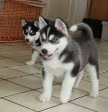 2 10wk old siberian husky Puppies