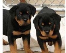 Affectionate Rottweiler Pups Available @ 903-686-1367