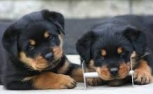 Affectionate Rottweiler Pups Available @ 903-686-1367