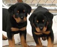 Affectionate Rottweiler Pups Available @ 903-686-1367