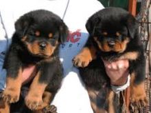 Affectionate Rottweiler Pups Available @ 903-686-1367