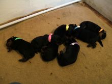 Affectionate Rottweiler Pups Available @ 903-686-1367