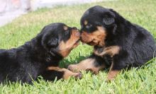 Affectionate Rottweiler Pups Available @ 903-686-1367