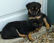 Affectionate Rottweiler Pups Available @ 903-686-1367