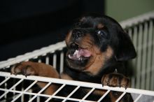 Affectionate Rottweiler Pups Available @ 903-686-1367