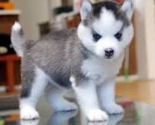 Affectionate siberian husky Puppies