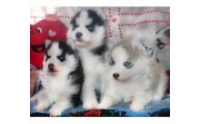 Sweet Husky Puppy/a.k102992.0@gmail.com