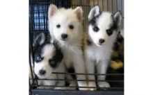 Well Trained Siberian Husky Pups for Adoption//ak.10299.20@gmail.com