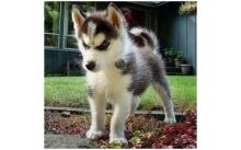 Siberian Husky Puppies for Re-homing/ak1029920@gmail.com