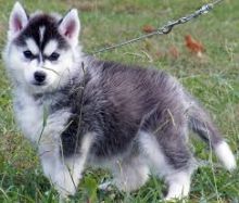 Purebred siberian husky