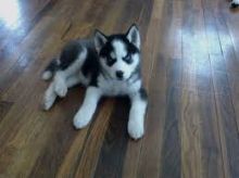 Size siberian husky Puppies for Re-homing